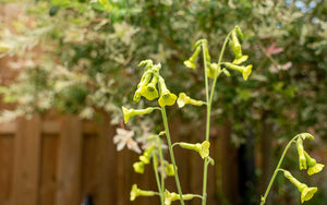 Blühender Tabak-Zitronenbaum (Nicotiana langsdorfii) - 200 Samen -