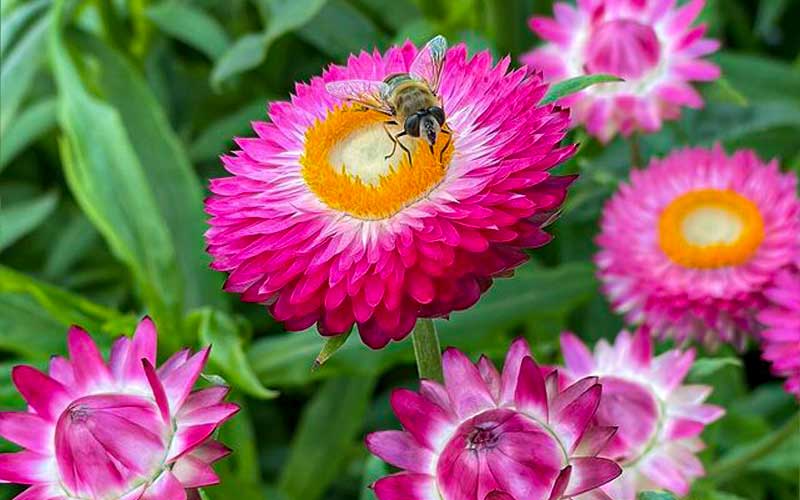 Strawflower Bright Rose - 300 seeds