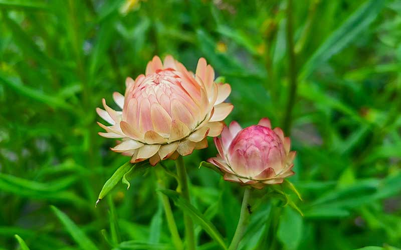 Strawflower Salmon Rose - 300 seeds