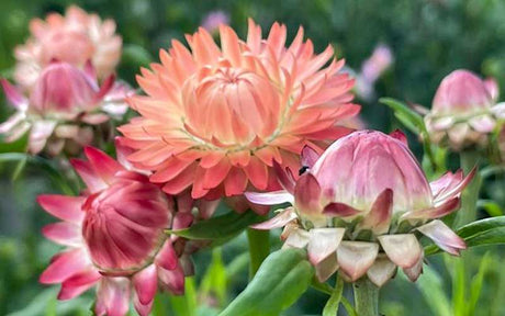 Strawflower Salmon Rose - 300 seeds