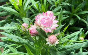 Strawflower Silvery Rose - 300 seeds