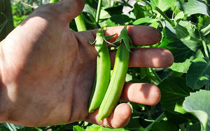 Sugar peas Delikett - XL pack