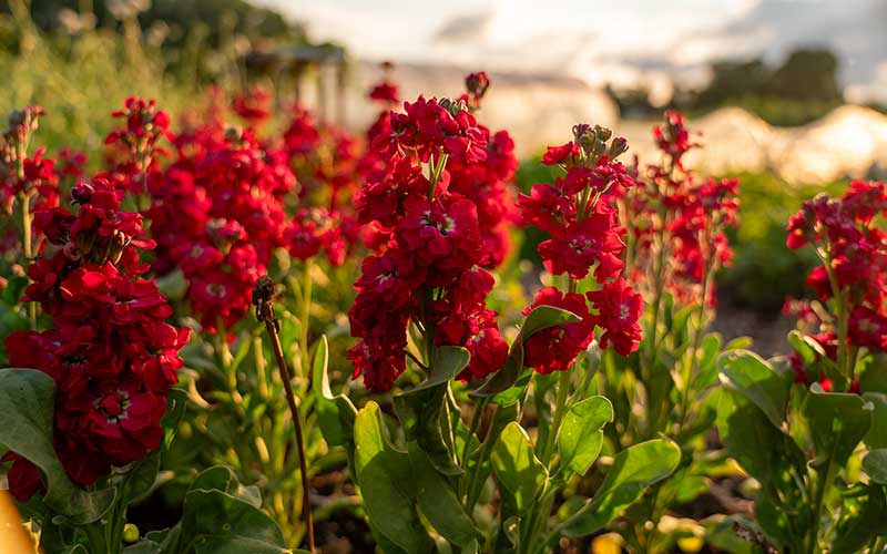 Matthiola (Stock) Cerise Rouge - 100 graines