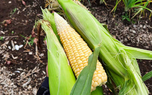 Sweet Corn - Golden Bantam