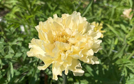 African Marigold Ivory (tall Tagetes) - 50 seeds