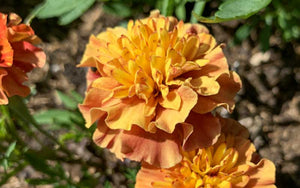 French Marigold Strawberry Blonde (low Tagetes) - 50 seeds