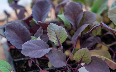 Roter Spitzkohl Kalibos