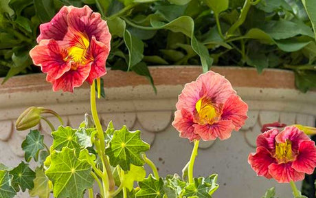 Tropaeolum Coccinelle Rose (mai 2024)