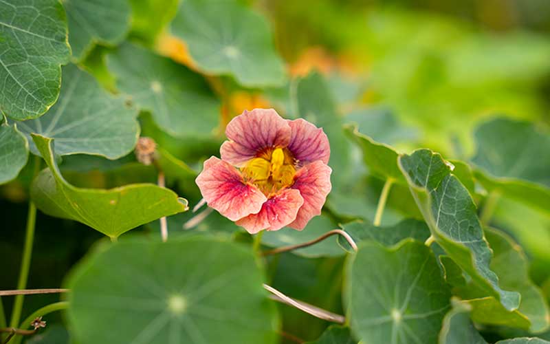 Vibrant Ladybird Rose Nasturtium Seeds for Pots and Gardens – The Farm Dream