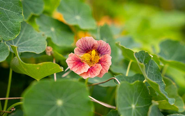 nasturtium ladybird rose seeds Vibrant Ladybird Rose Nasturtium Seeds for Pots and Gardens – The Farm Dream
