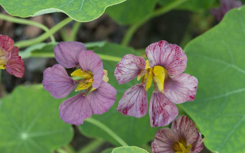 Tropaeolum Purple Emperor (Nasturtium) - 35 seeds