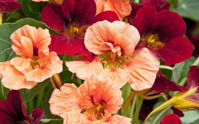 Vibrant Tropaeolum Rumba Nasturtium Seeds for a Balconies and Gardens – The  Farm Dream