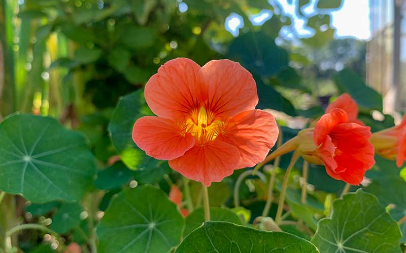 garden nasturtium seeds Vibrant Salmon Baby Nasturtium Seeds for Beautiful Gardens – The Farm Dream