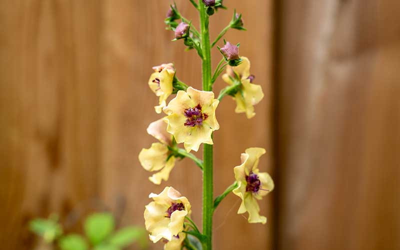 Verbascum Southern Charm - 25 seeds