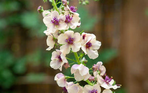 Verbascum Southern Charm - 25 seeds