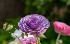 Ranunculus - Violetta - 10 corms - large size