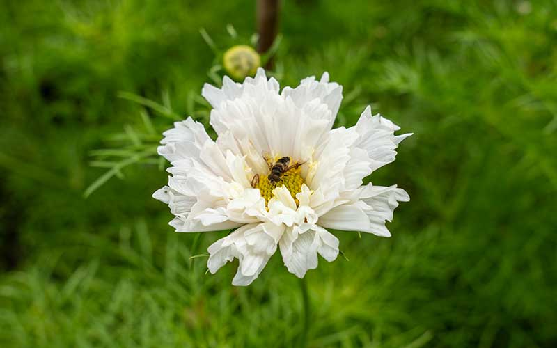 Cosmos Snow Puff - 50 seeds