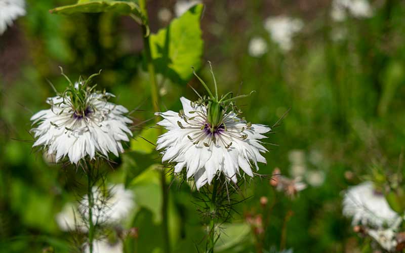 black and white flower seeds Grow Nigella Damascena Albion Black Pod – Perfect for Fresh and Dried Bouquets! – The Farm Dream