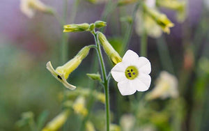 Flowering Tobacco Starlight Dancer (Nicotiana mutabilis)