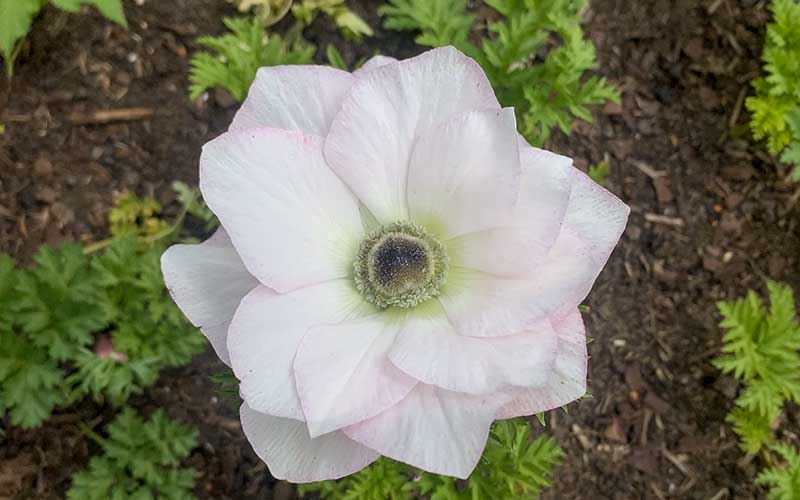 Anemone white with blush - 10 corms - large size