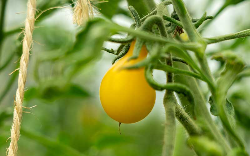 Tomates cerises jaunes en forme de poire