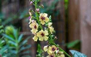 Verbascum Southern Charm - 25 seeds