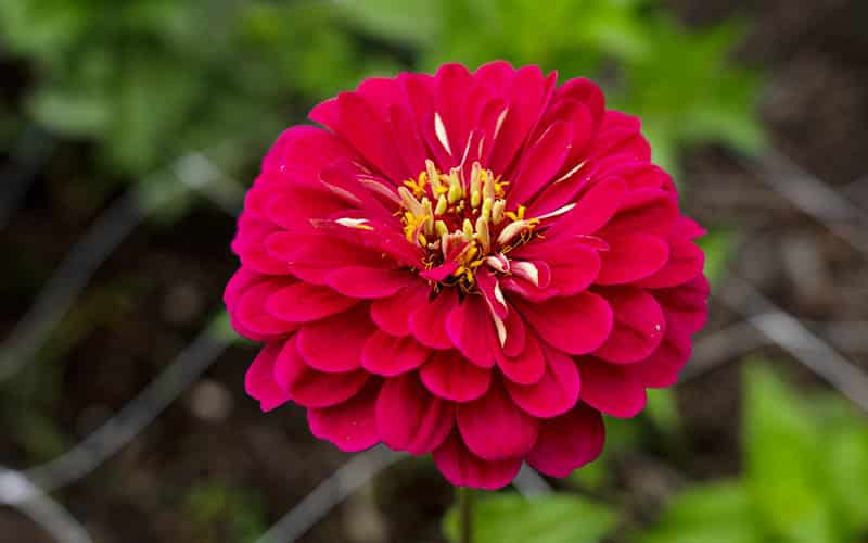 Zinnia Art Deco - 50 seeds