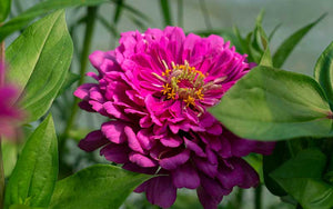 Zinnia Art Déco - 50 graines