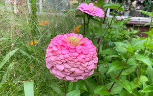 Zinnia Art Déco - 50 graines