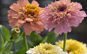 Zinnia Cresto Peaches and Cream - 50 seeds