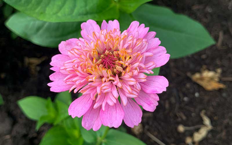 Zinnia Cresto Peaches and Cream - 50 seeds