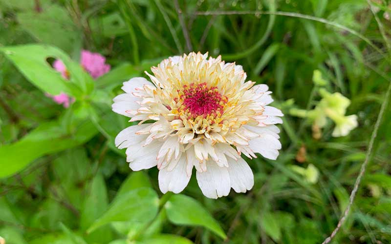 Zinnia Cresto perziken en room - 50 zaden