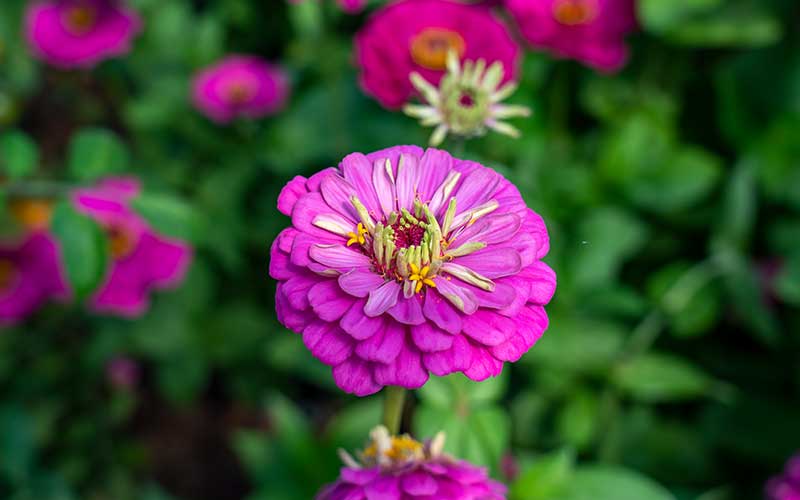 Zinnia Violet Prince