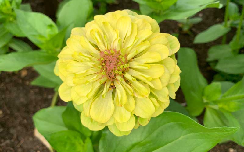 Zinnia Queen Lime Blush - 35 Samen