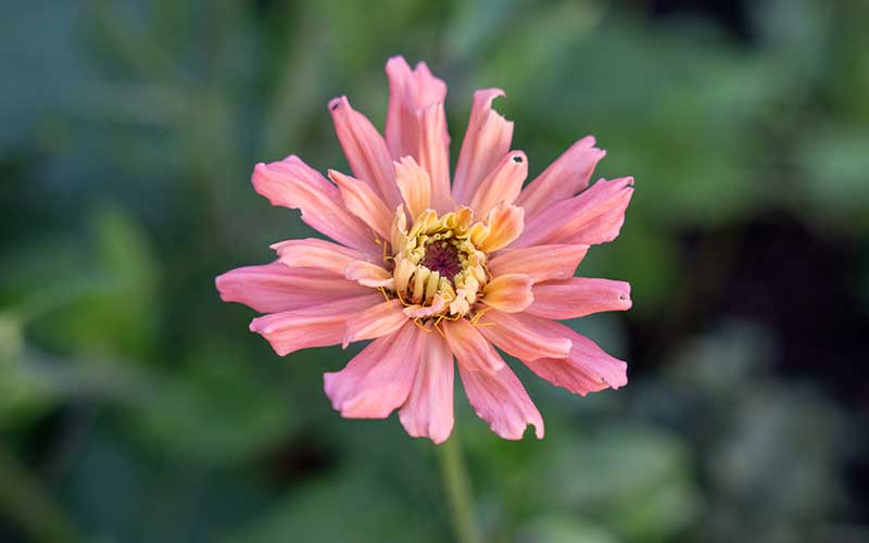 Zinnia Senora - 50 seeds