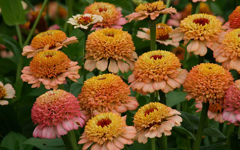 Zinnia Zinderella perzik