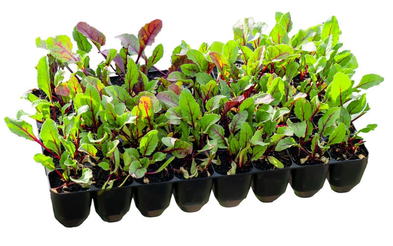 Study 40 cell seed tray with seedlings beetroot