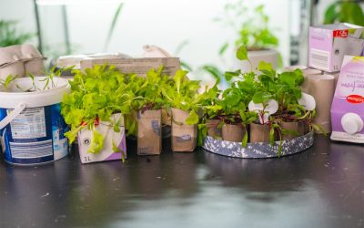 How Do You Make Seedling Trays At Home?