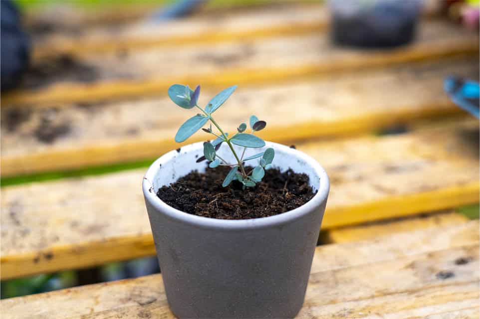 Growing Eucalyptus from seed