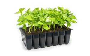 Sturdy 28 Deep Seed Tray with Broad Beans