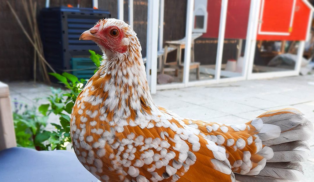 Warum Hühner im Garten?