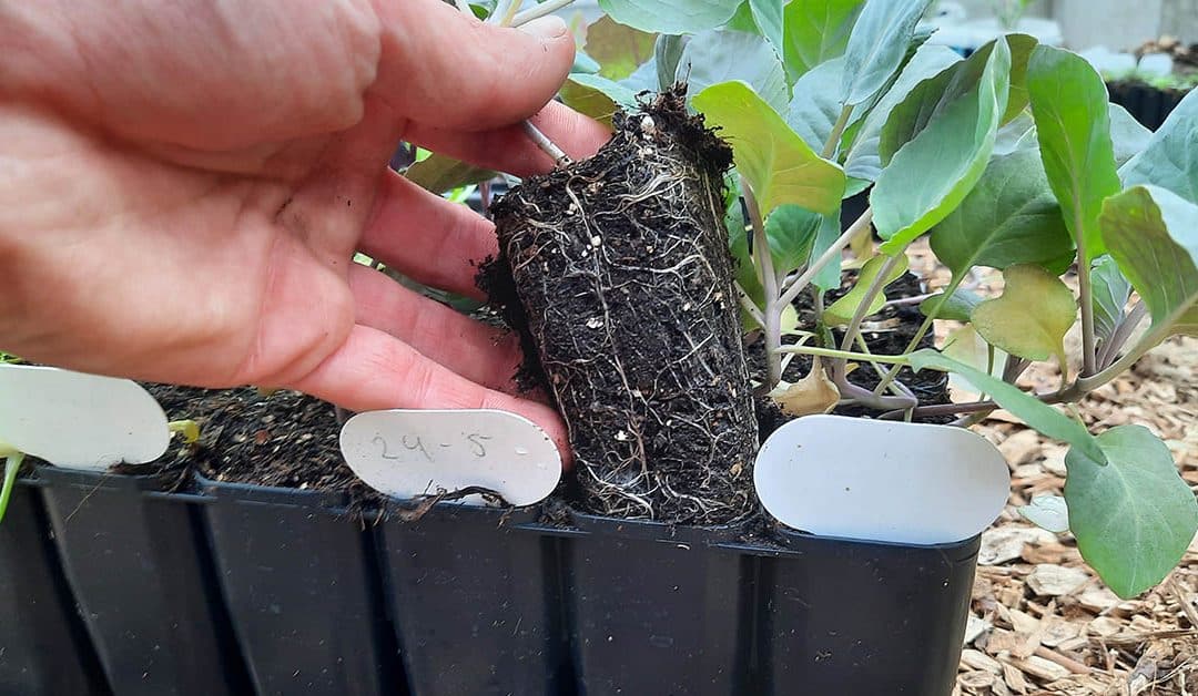 What you should know about using “Root-Trainers”