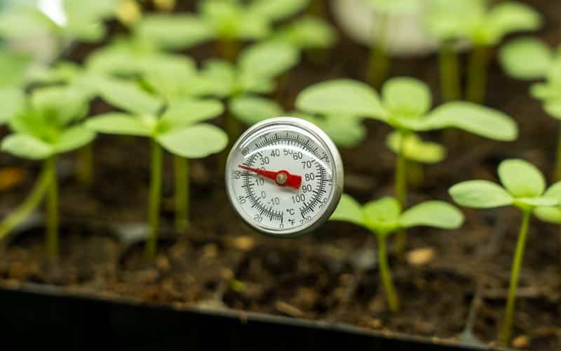 When To Use A Heatmat For Germination Of Plants