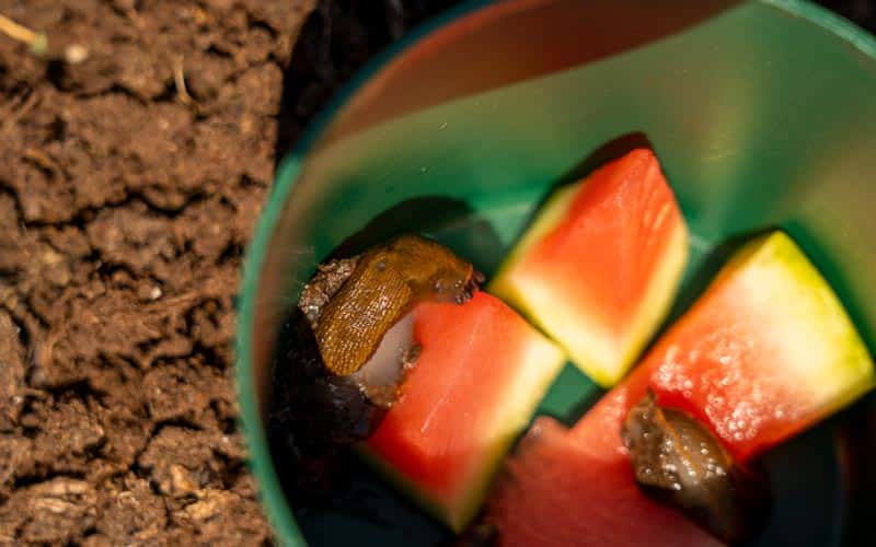 Slug Trap in the garden with water melon