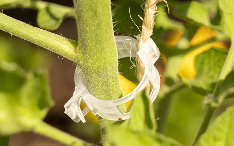 tomato support clips with rope