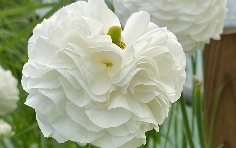 Layers of petals ranunculus silky white