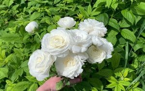 ranunculus cormes de fleurs blanches soyeuses