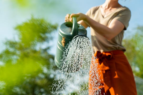 Using watering can in garden