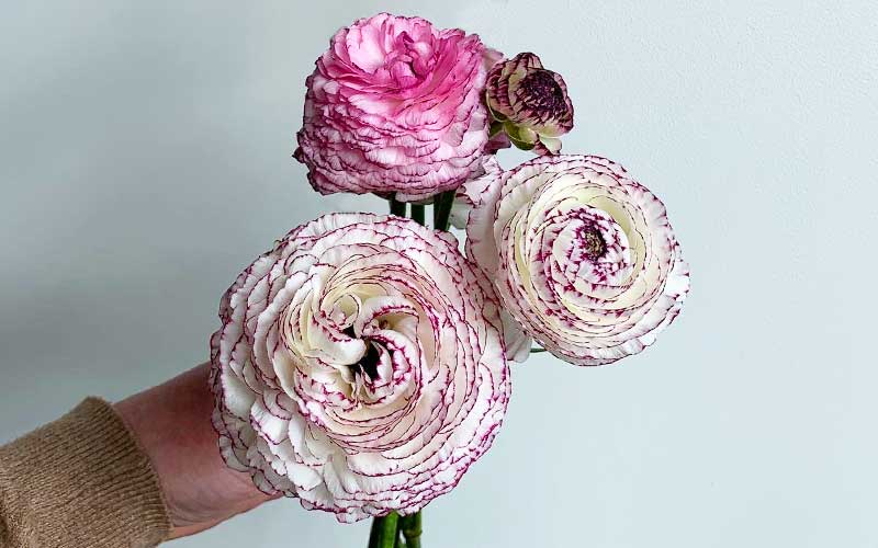 ranunculus corms or bulbs to plant in the garden or grow as cutflower