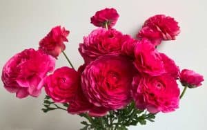 ranonculus raspberry pink red corms or bulbs to plant and grow ranunculus yourself